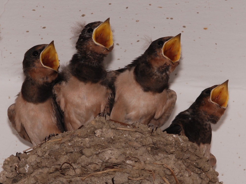 Schreien Im Chor Foto Bild Tiere Tierkinder Natur Bilder Auf Fotocommunity