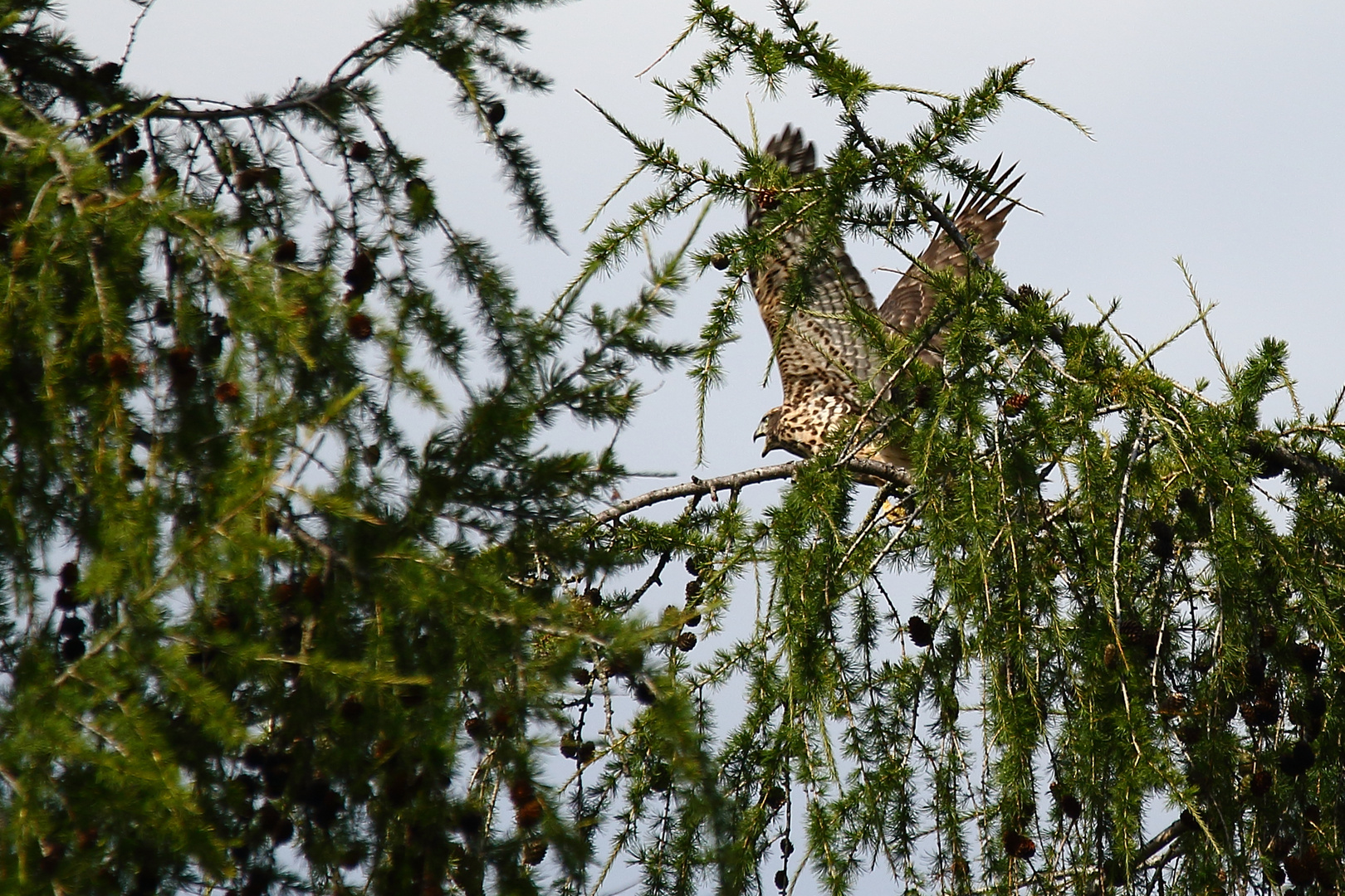 "Schreiend fliegt er fort ......"