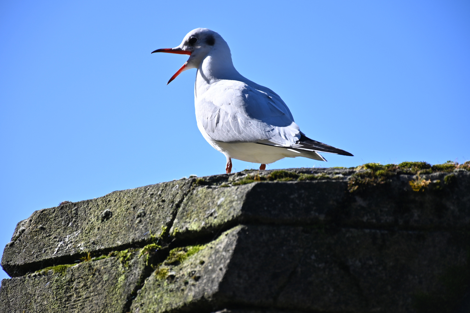 Schreiende Möwe