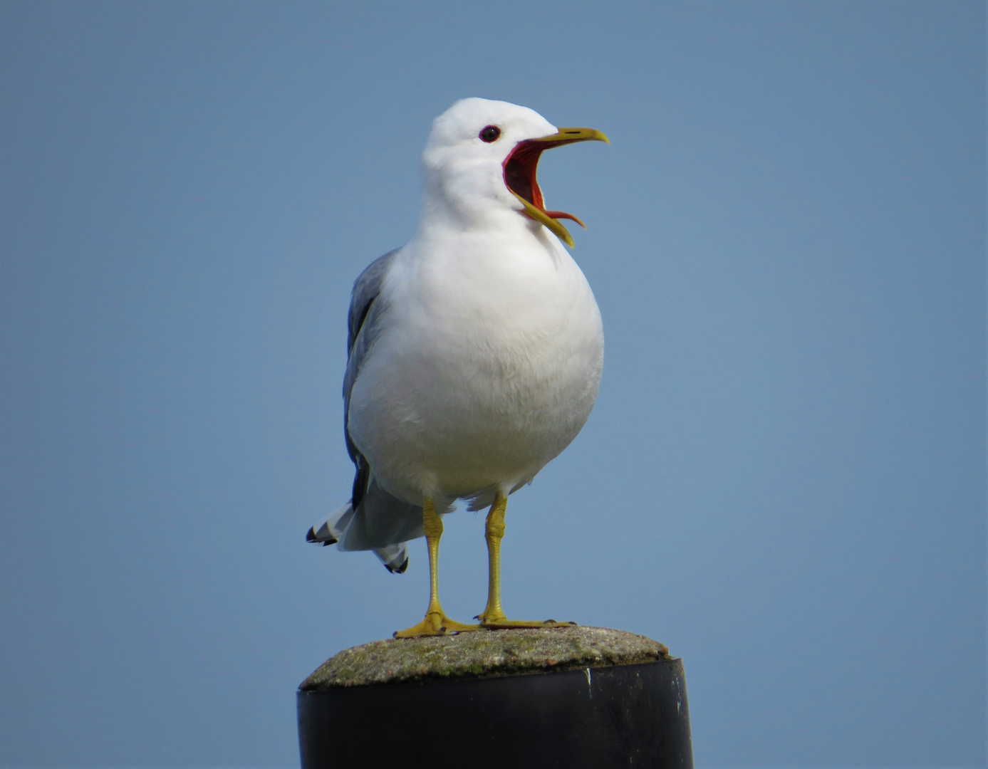 Schreiende Möwe