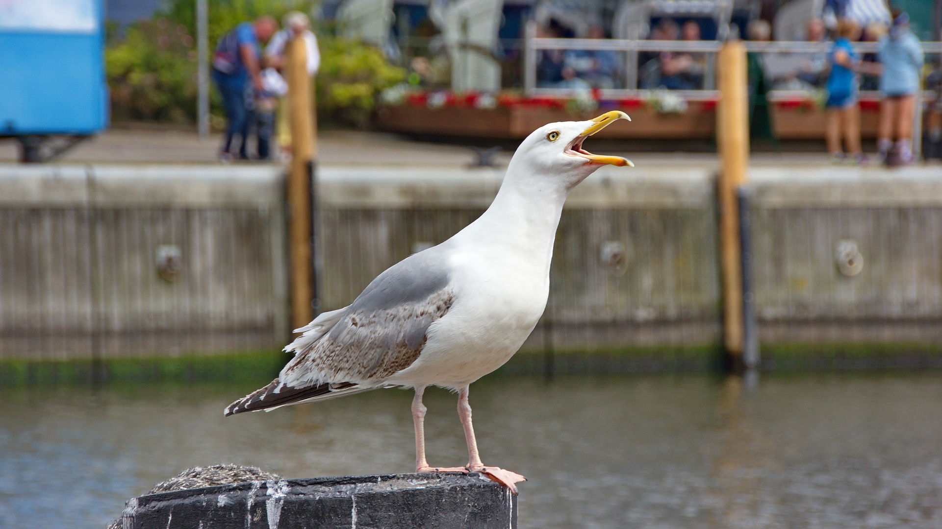 Schreiende Möwe 