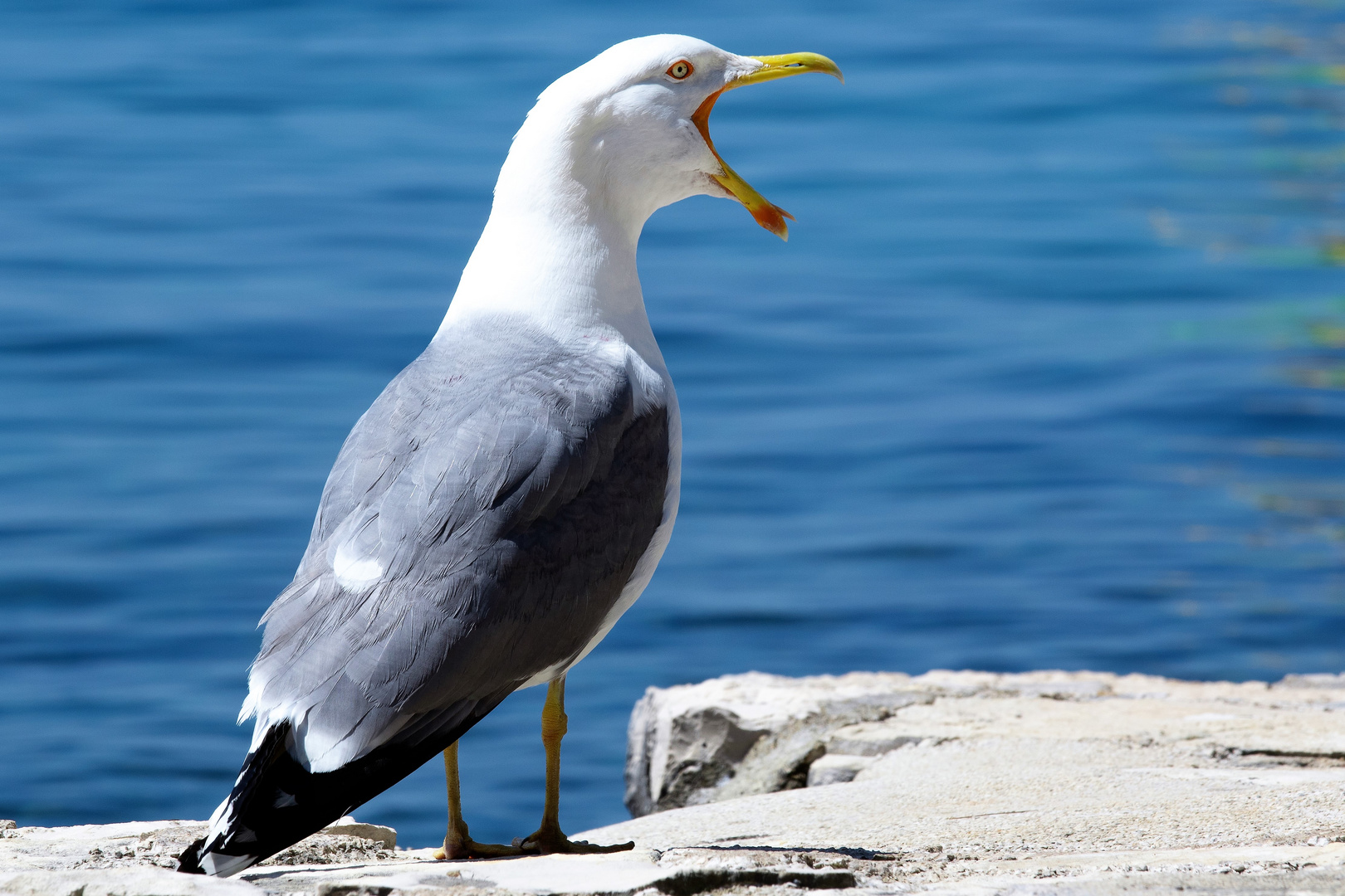 schreiende Möwe