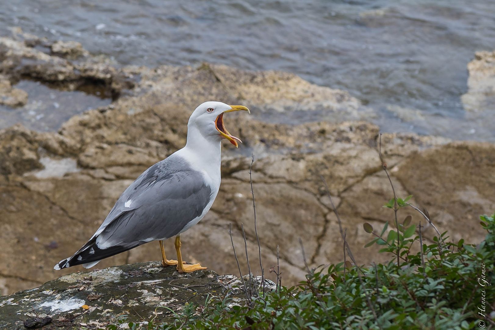 Schreiende Möwe