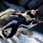 schreiende Pinguine