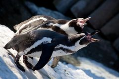 schreiende Pinguine