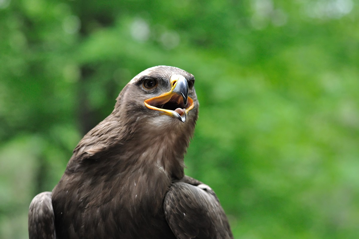 Schreiender Adler