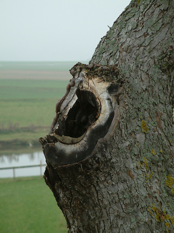 Schreiender Baum