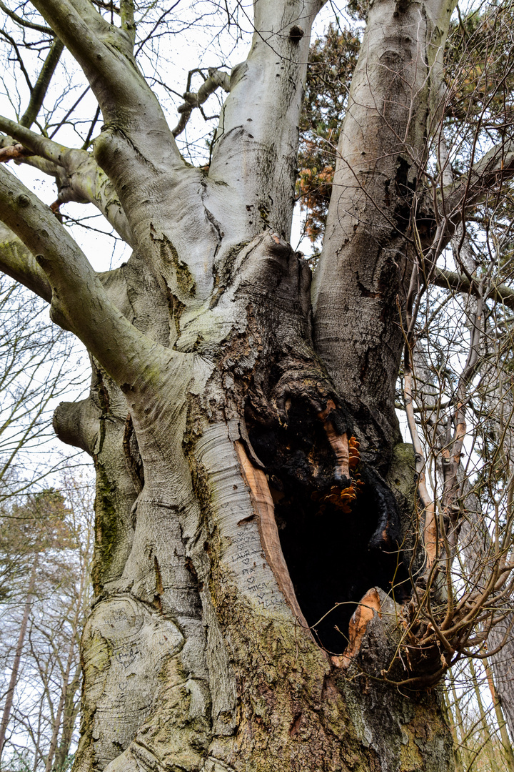 Schreiender Baum