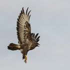 Schreiender Bussard beim Abheben zum Flug