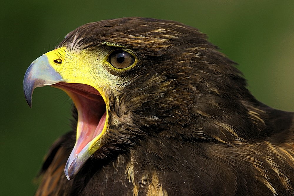 schreiender Greifvogel