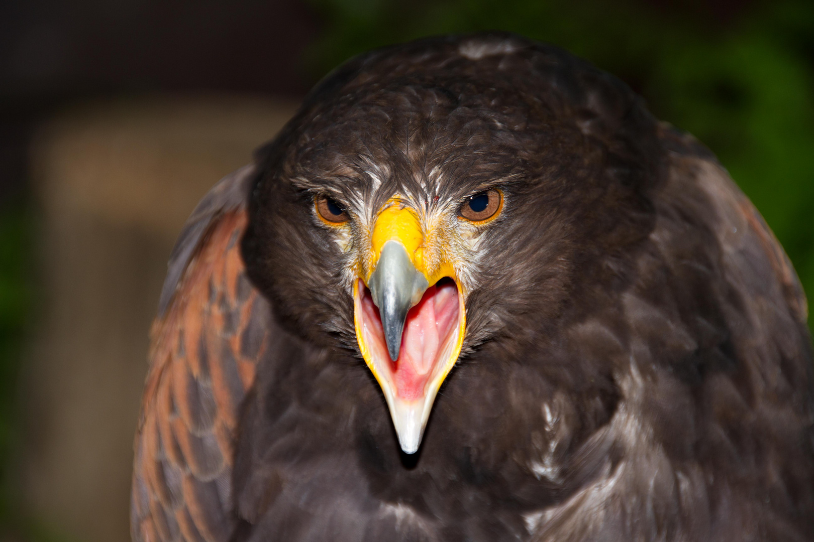 Schreiender Greifvogel