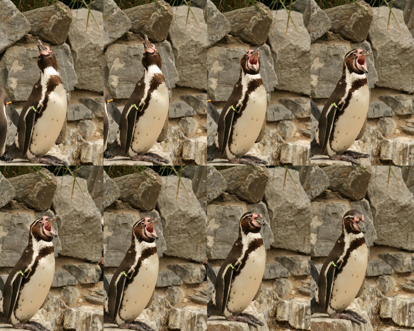 Schreiender Pinguin im Kölner Zoo