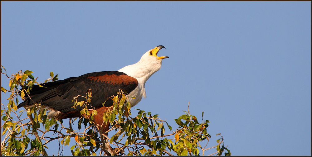 Schreiender Seeadler