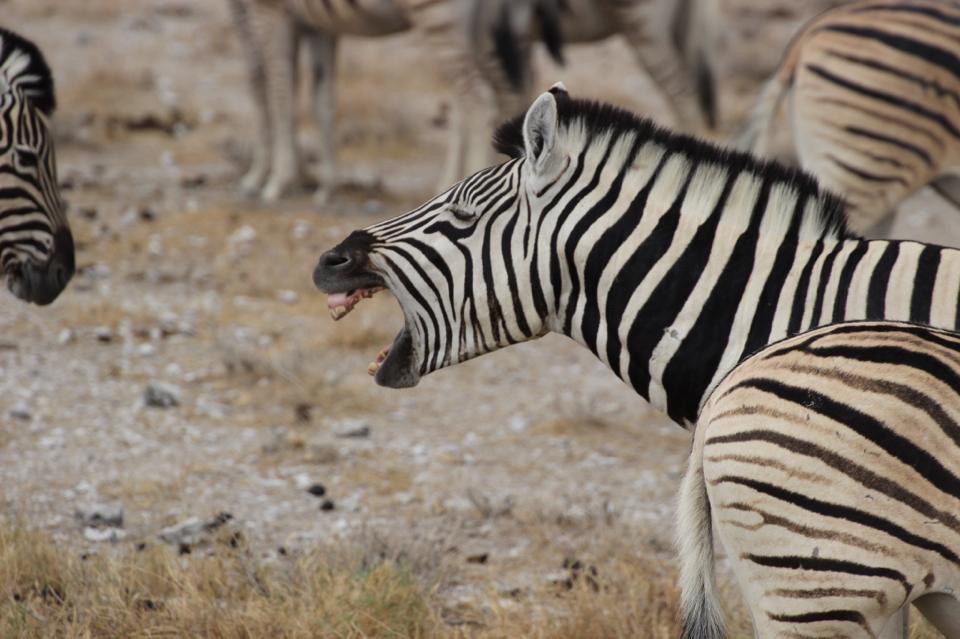 Schreiendes Zebra