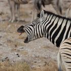 Schreiendes Zebra