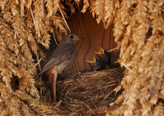 Schreihälse (Nimmersatt)