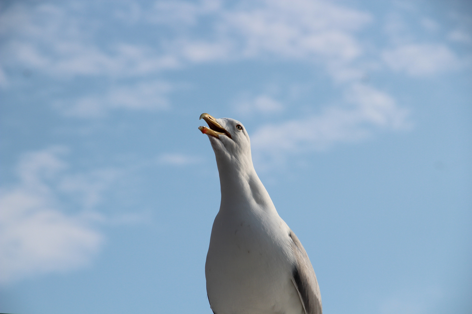Schreihals Foto & Bild tiere, tierdetails, natur Bilder auf