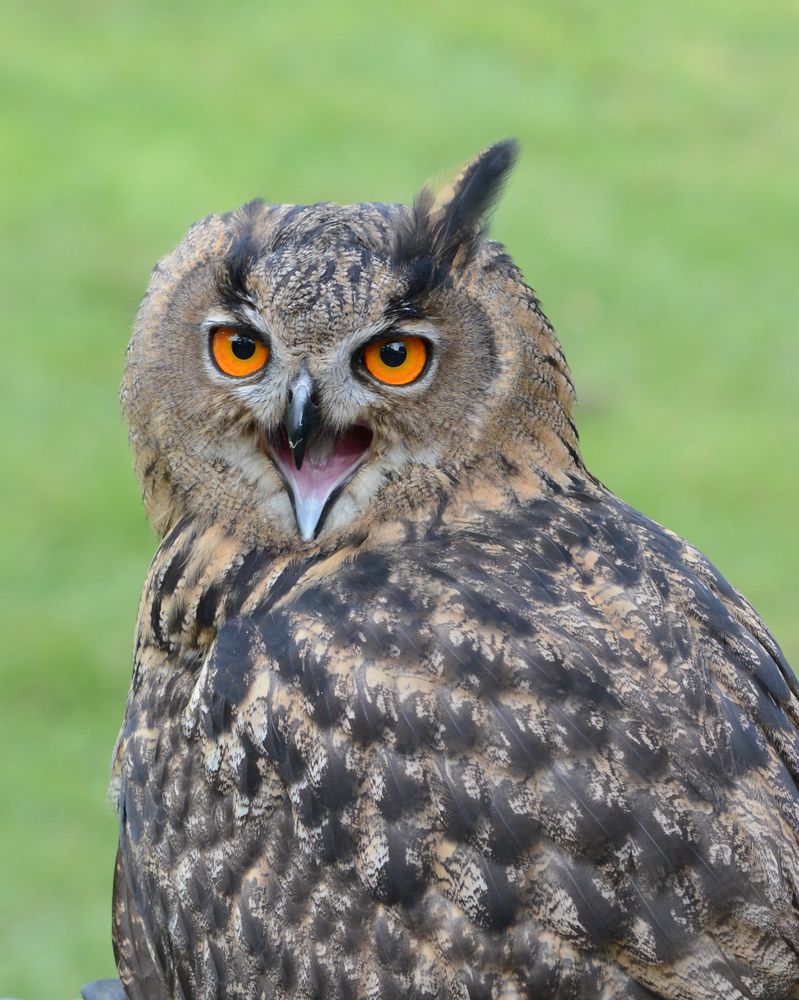 Schreihals Foto & Bild tiere, zoo, wildpark & falknerei, natur Bilder