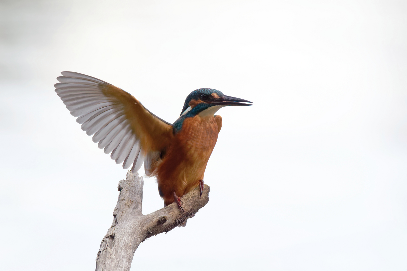 Schreihals  - Eisvogel (alcedo atthis)