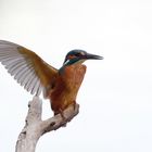 Schreihals  - Eisvogel (alcedo atthis)