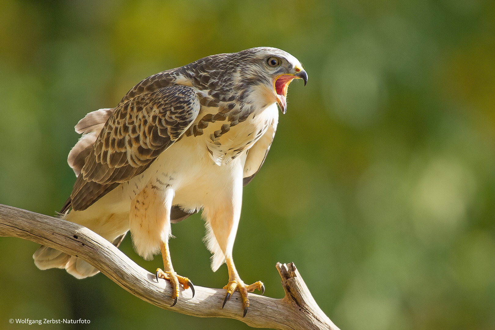 --- Schreihals --- ( Mäusebussard )