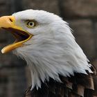 "Schreihals" - Weißkopfseeadler im Jungle Park auf Teneriffa