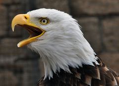 "Schreihals" - Weißkopfseeadler im Jungle Park auf Teneriffa