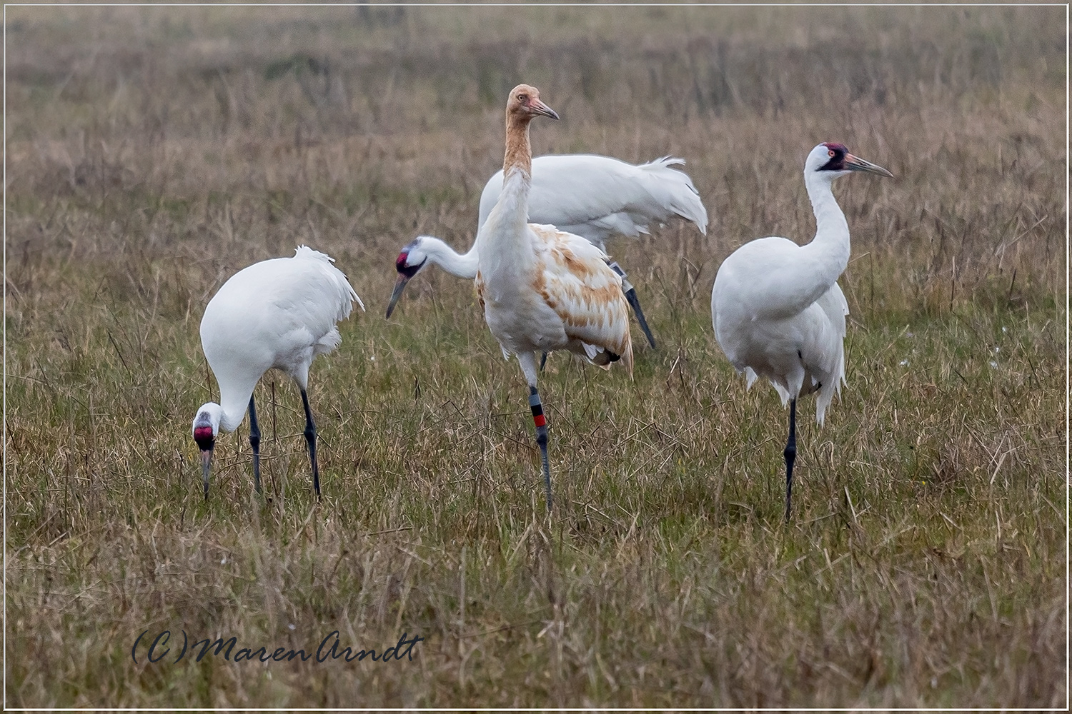 Schreikraniche im Aransas Wildlife Refuge in Texas