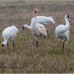 Schreikraniche im Aransas Wildlife Refuge in Texas