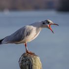 "Schreimöwe" am Eutiner See