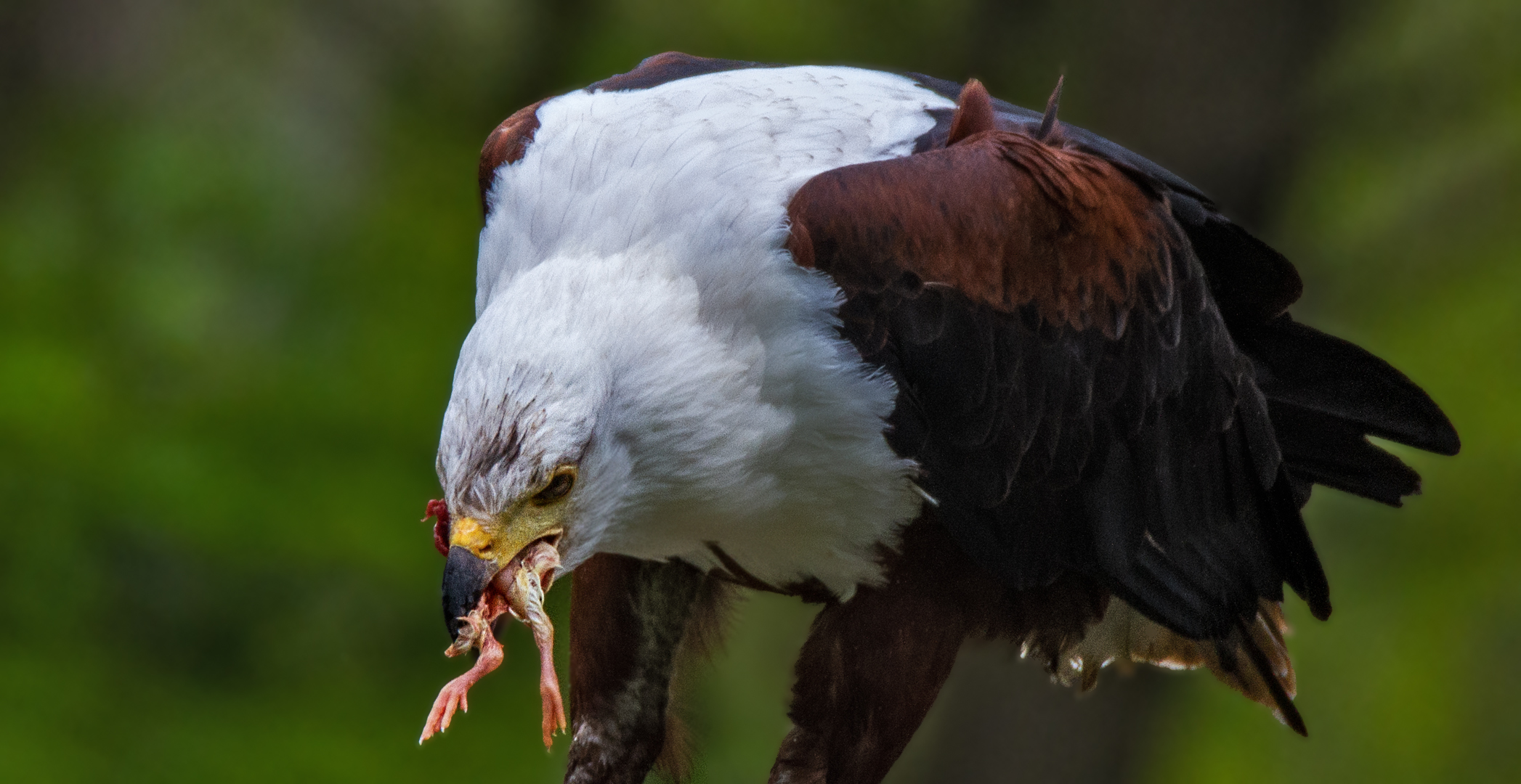 Schreiseeadler 001