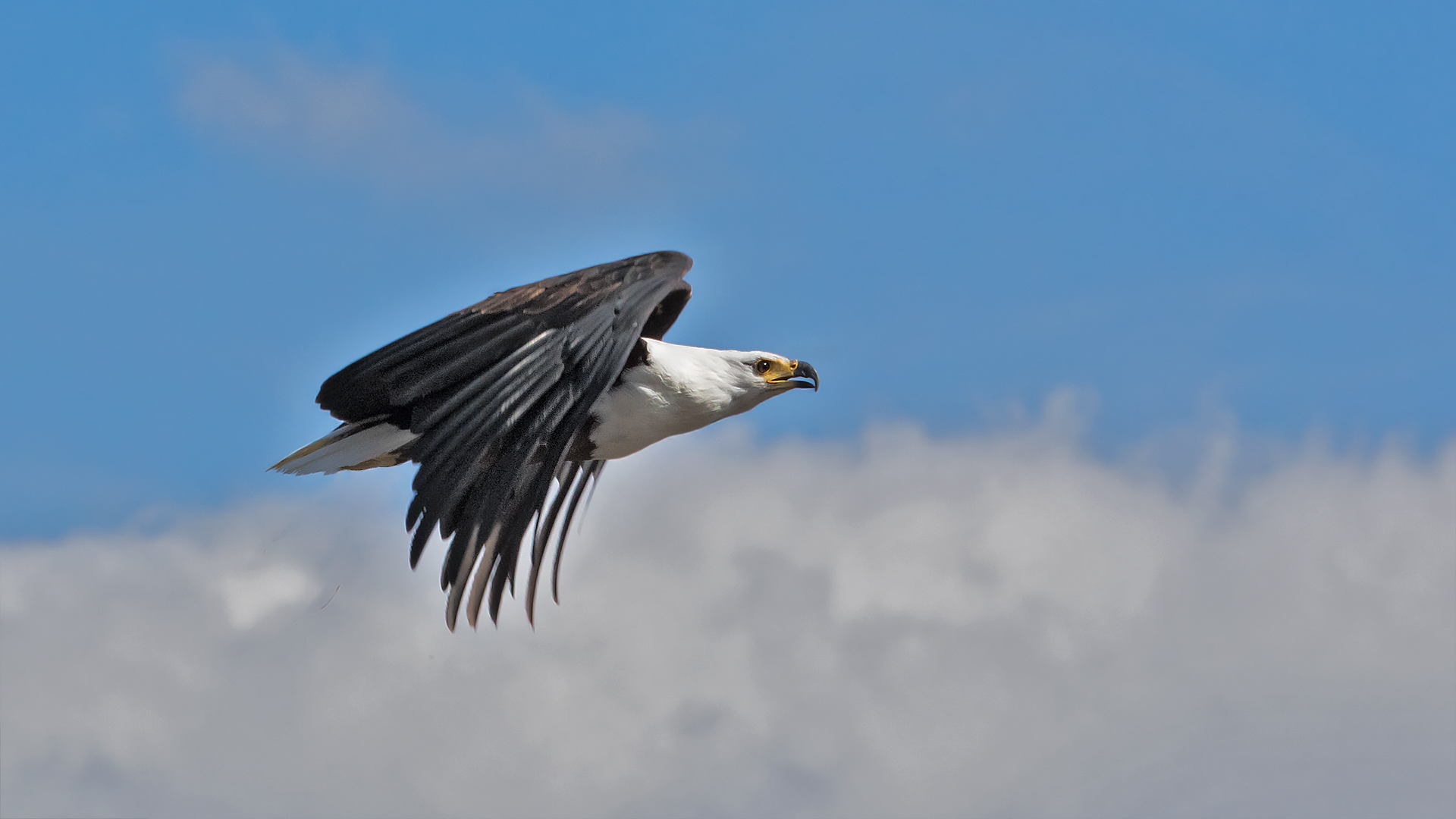 Schreiseeadler 001