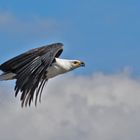 Schreiseeadler 001