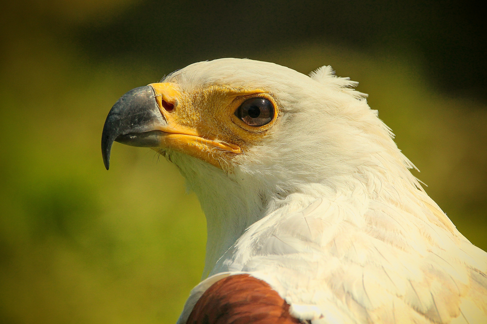 Schreiseeadler