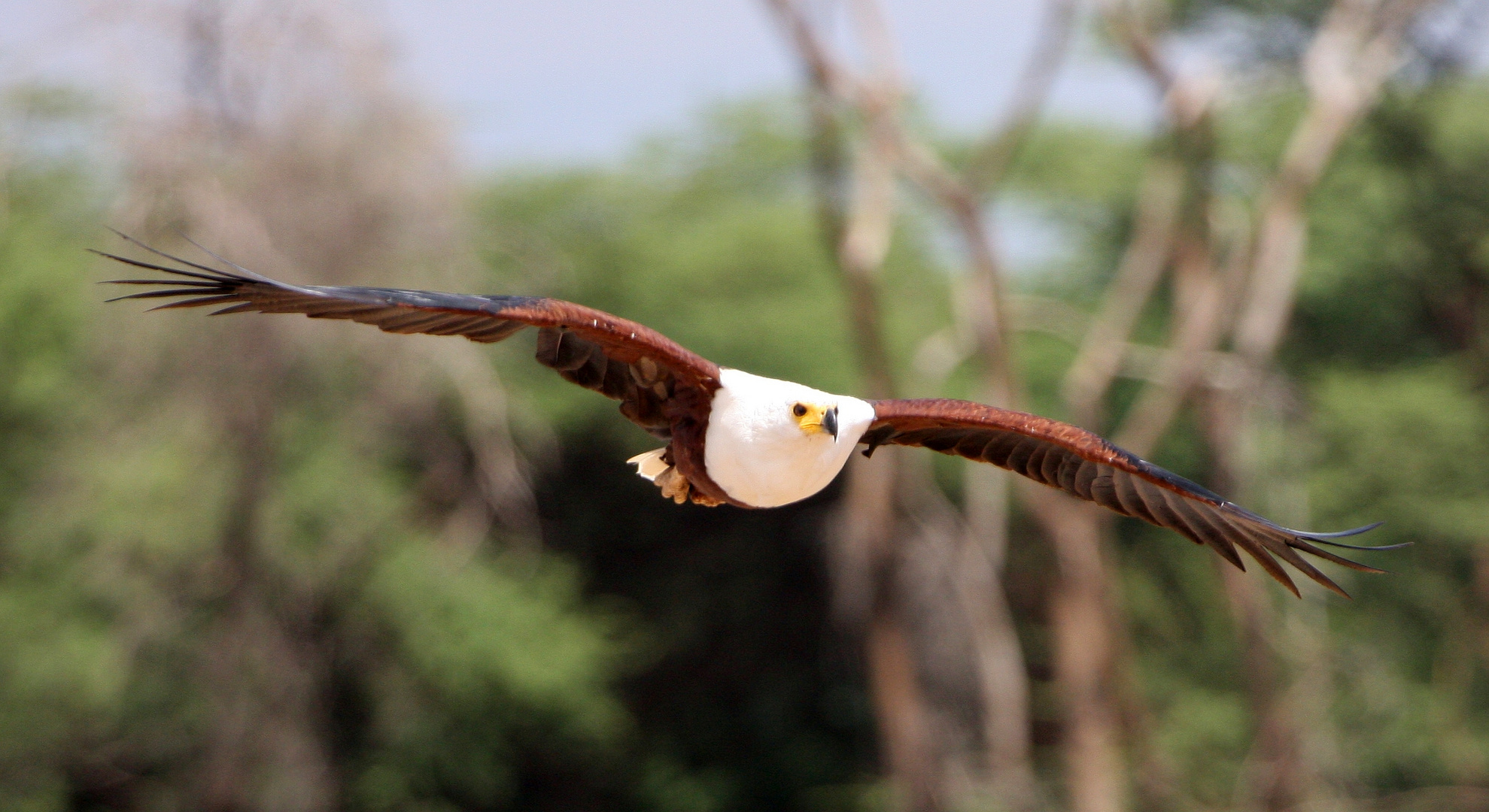 Schreiseeadler