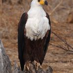 Schreiseeadler