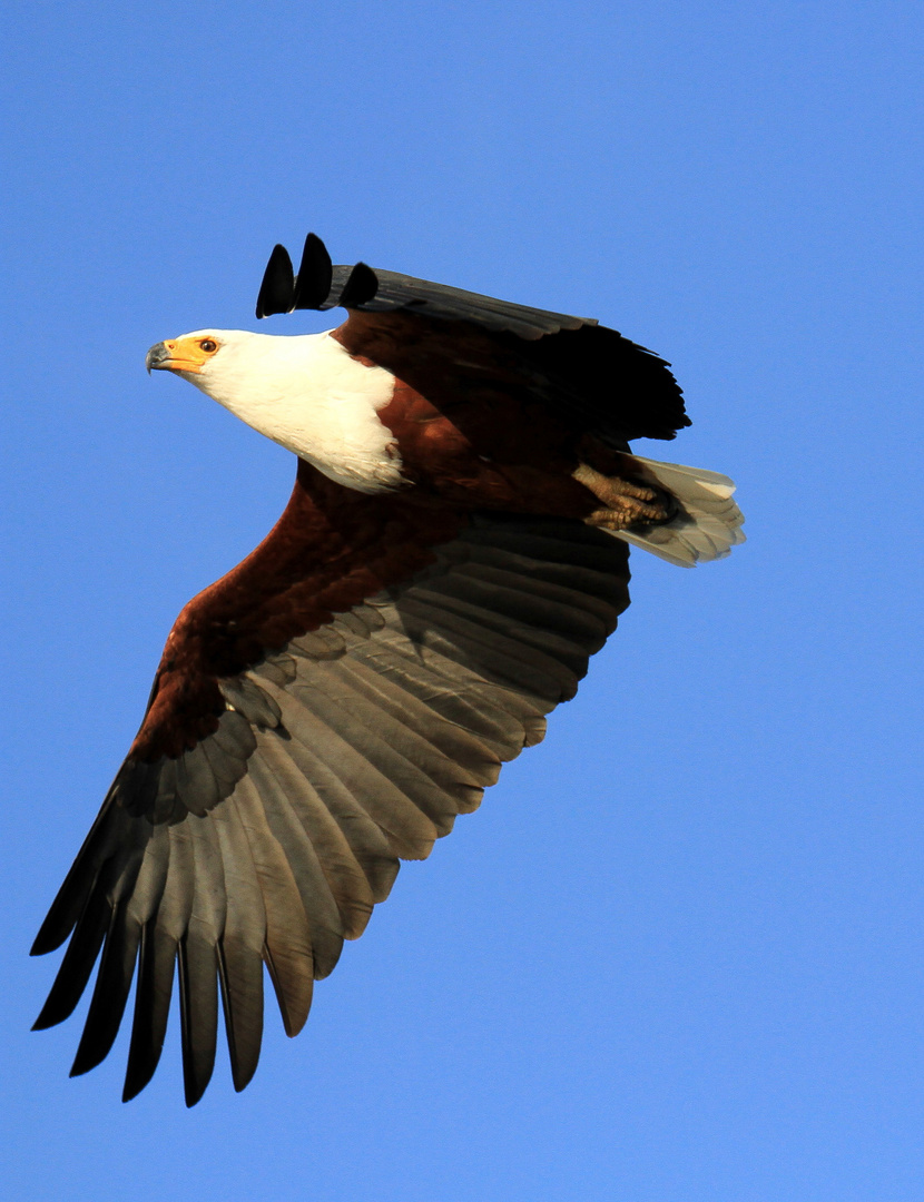 Schreiseeadler