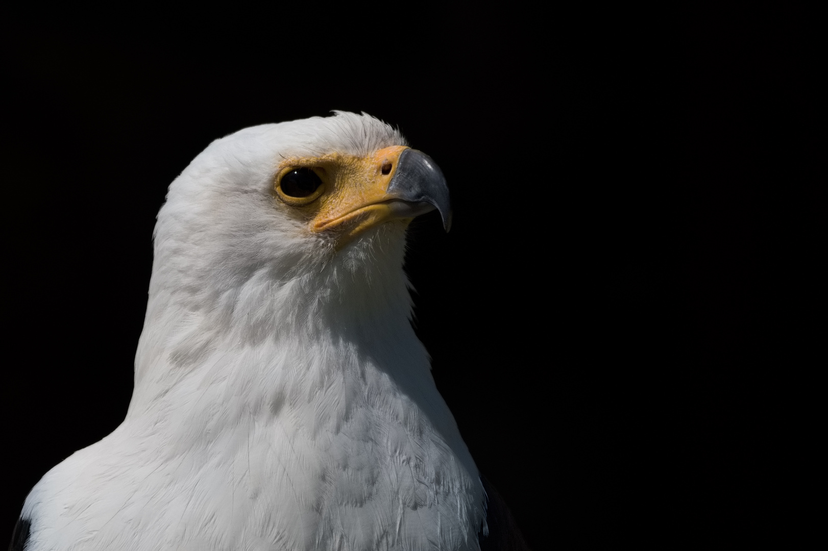 Schreiseeadler