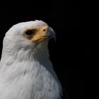 Schreiseeadler