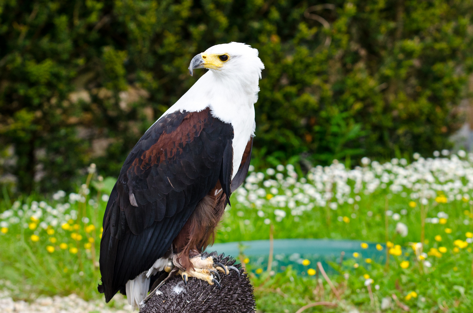 Schreiseeadler