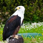 Schreiseeadler