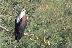 Schreiseeadler