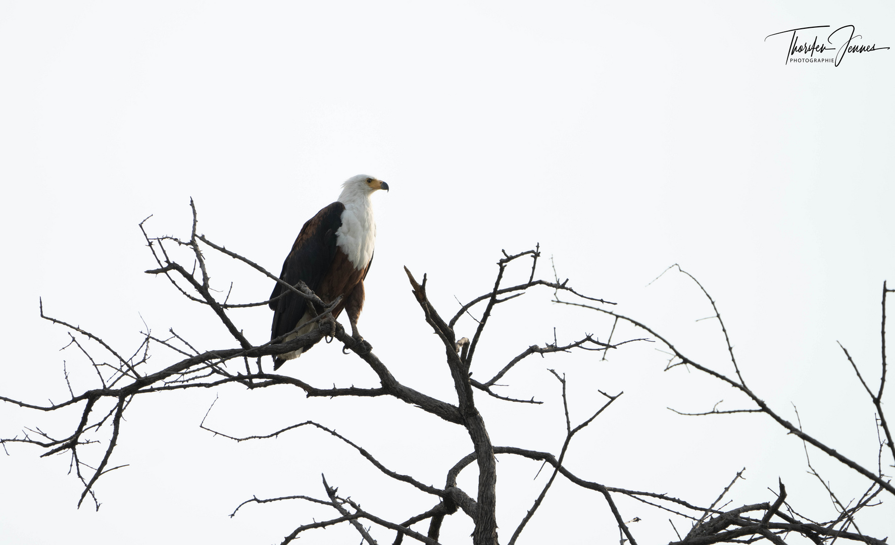 Schreiseeadler 1