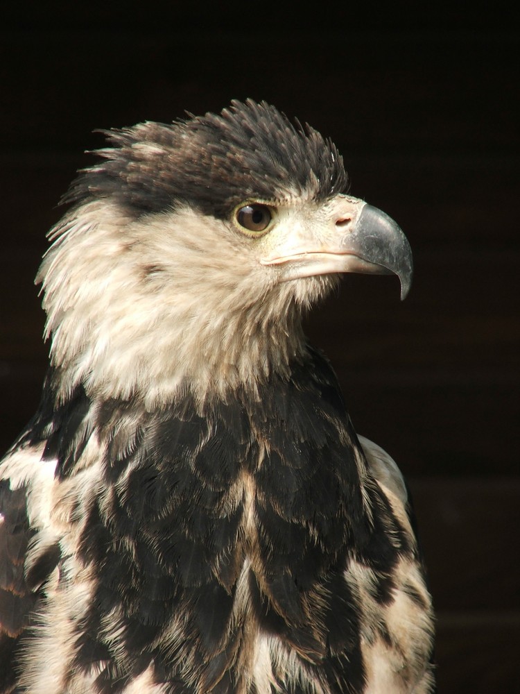 Schreiseeadler