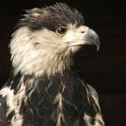 Schreiseeadler