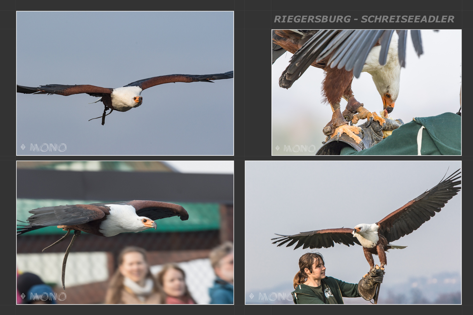 Schreiseeadler