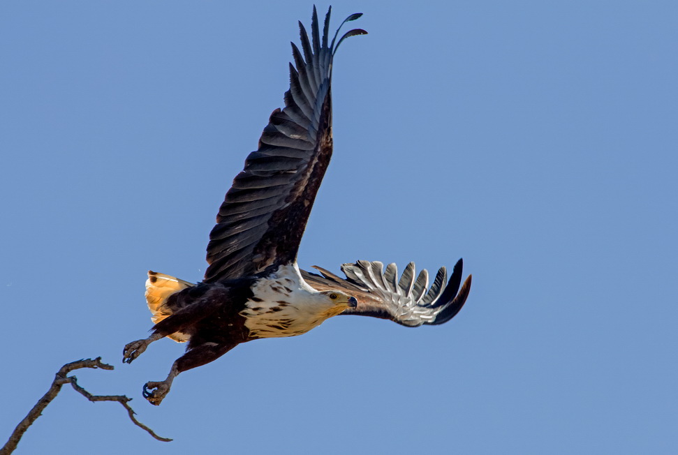 Schreiseeadler