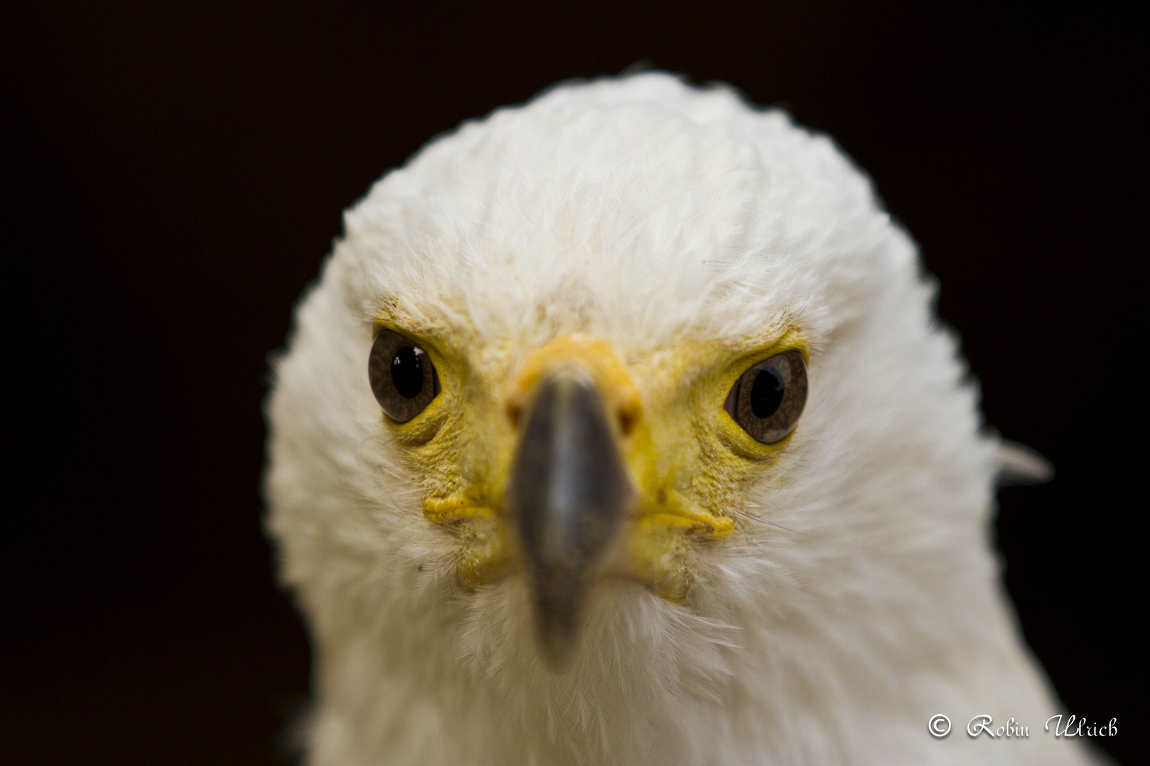 Schreiseeadler