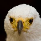 Schreiseeadler