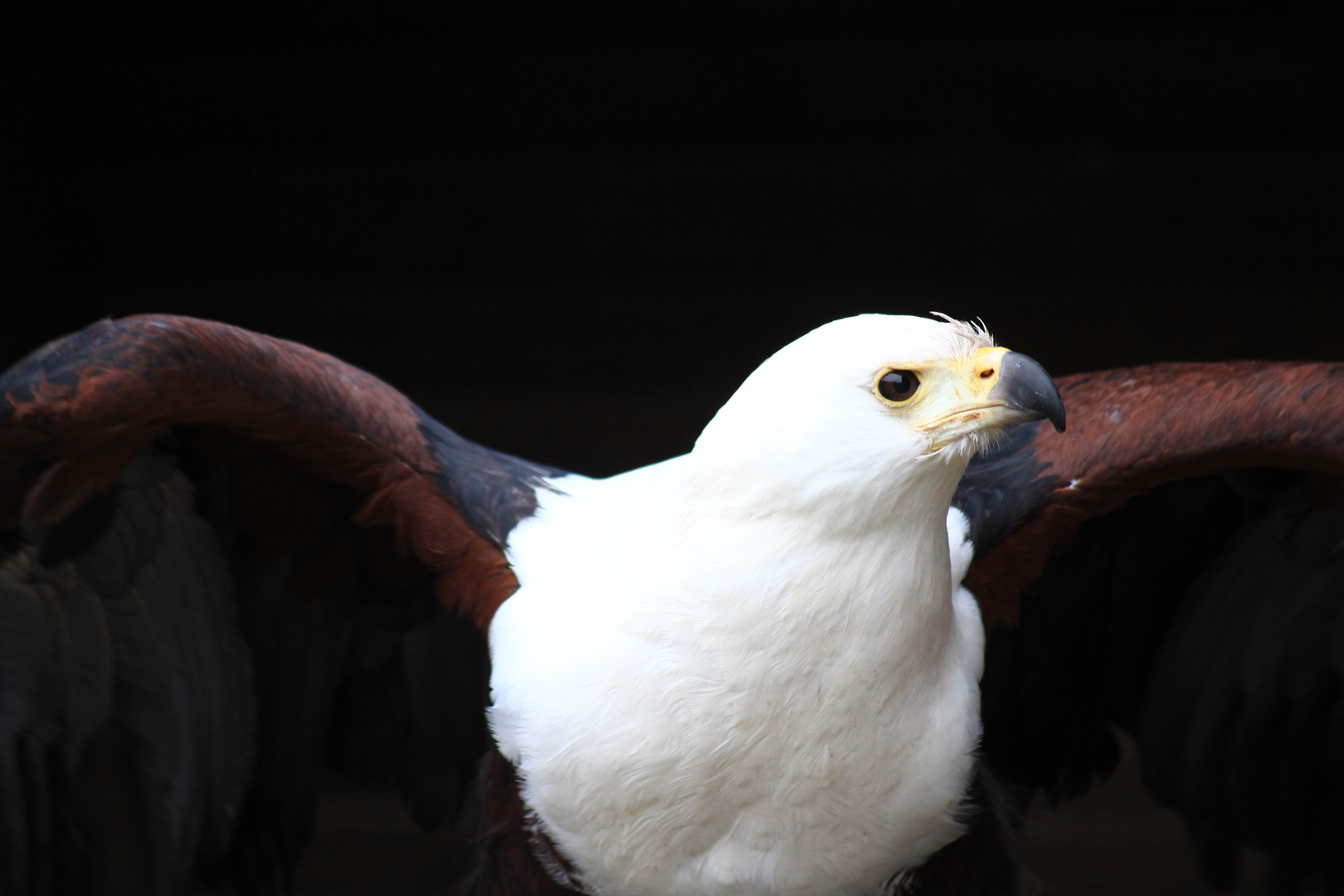 Schreiseeadler